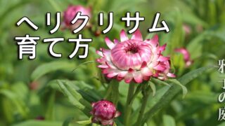 ヘリクリサム(帝王貝細工)の花、種まき時期は？冬越しさせる育て方 | 雅子の庭