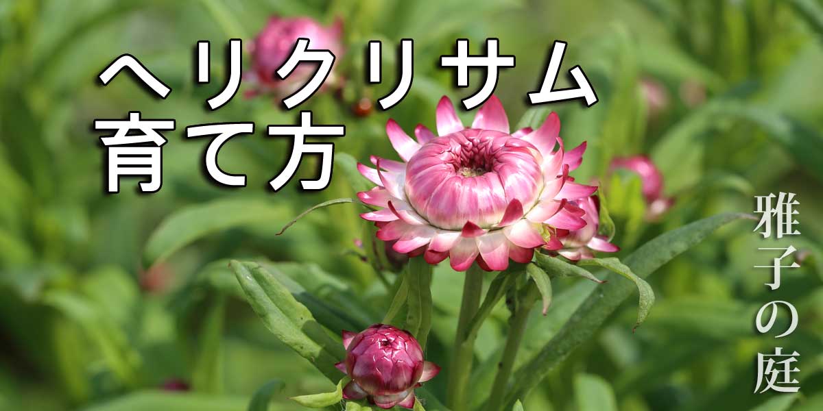 Ma3ako_2024_Feb_helichrysum_16.jpg Ma3ako_2024_Feb_helichrysum_16.jpg