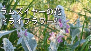 ラムズイヤー　ヘッド　ドライフラワー ラムズイヤー ヘッド ドライフラワー ラムズイヤーのドライフラワー 60