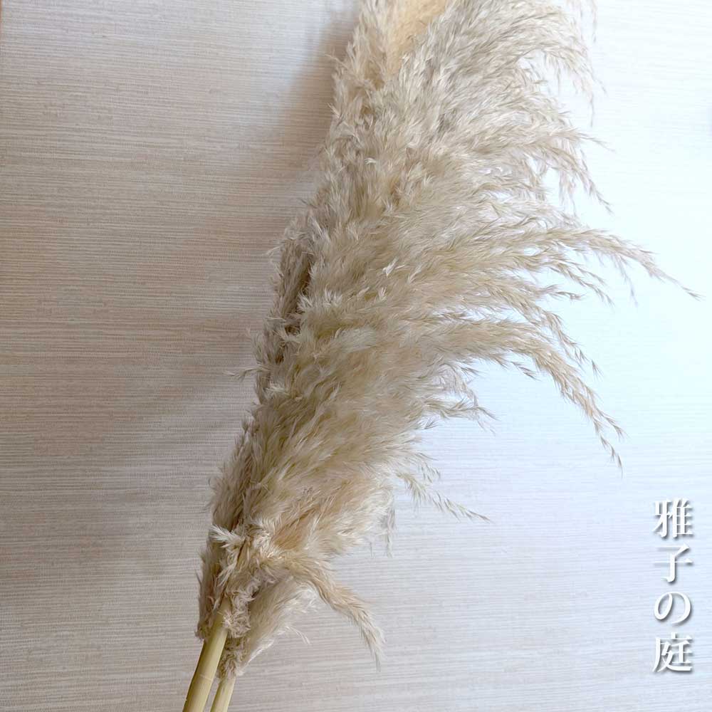 dry-pampas-grass