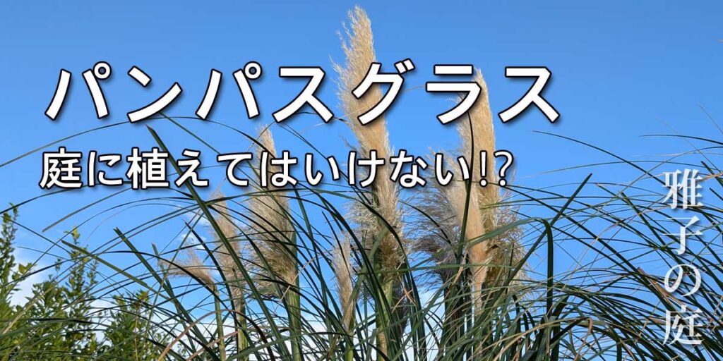 パンパスグラスは庭に植えてはいけない⁉ 育て方からアレンジまで徹底解説