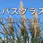 パンパスグラスは庭に植えてはいけない⁉ 育て方からアレンジまで徹底解説