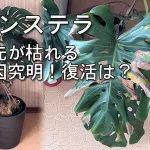 モンステラ 葉先が枯れる 原因究明！復活は？