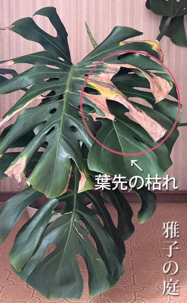 monstera　モンステラ　葉先の枯れ